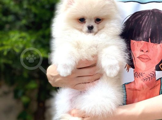 Tatlı Pomeranian görsel