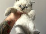 Blue Point British Shorthair Erkek Yavru