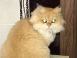 British Longhair Kedimiz 2 Yaşında Çok Tatlı Erkek Gözleri Yeşil Tüyleri Sarıdır Kısırlaştırılmış