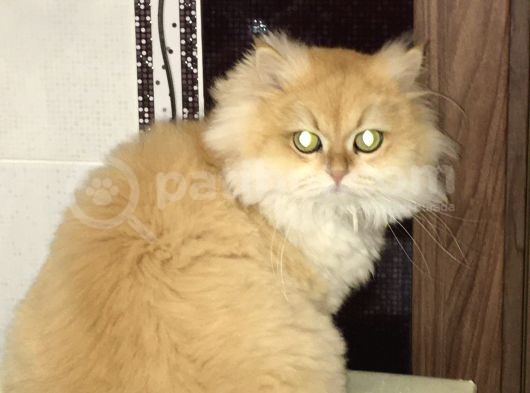 British Longhair Kedimiz 2 Yaşında Çok Tatlı Erkek Gözleri Yeşil Tüyleri Sarıdır Kısırlaştırılmış