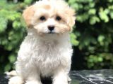 Böyle Tatlı Maltipoo Görülmedi