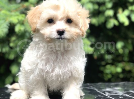 Böyle Tatlı Maltipoo Görülmedi görsel