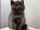 British Shorthair Blue Dişi Ve Erkek Yavrular