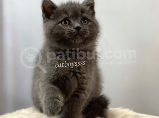 British Shorthair Blue Dişi Ve Erkek Yavrular görsel