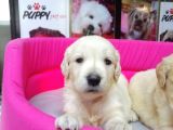 Golden Retriever Pet Pasaportlu