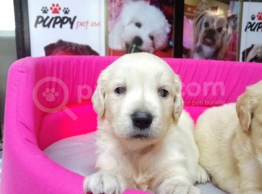 Golden Retriever Pet Pasaportlu görsel