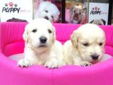Golden Retriever Pet Pasaportlu