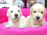 Golden Retriever Pet Pasaportlu