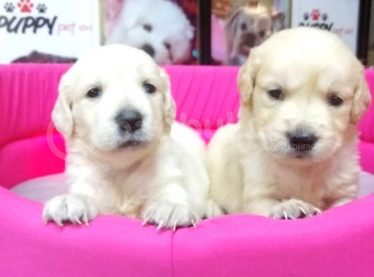 Golden Retriever Pet Pasaportlu görsel