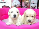 Golden Retriever Pet Pasaportlu