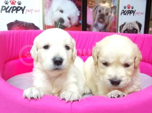 Golden Retriever Pet Pasaportlu görsel
