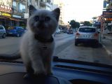 Blue Point British Shorthair Erkek