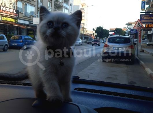 Blue Point British Shorthair Erkek görsel