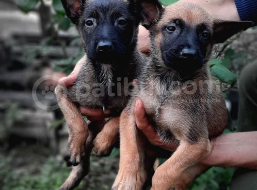 Bursa'Dan Malinois Yavrular görsel