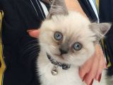 Blue Point British Shorthair Erkek