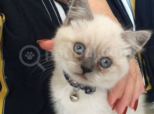 Blue Point British Shorthair Erkek görsel