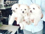 Pomeranian Spitz 50 Günlük