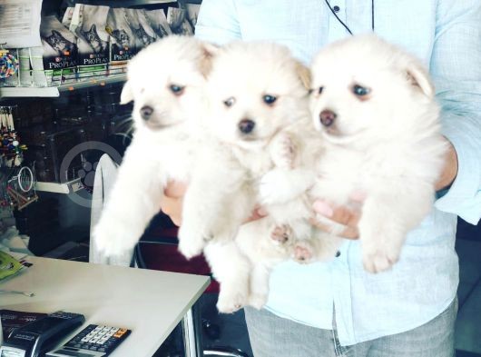 Pomeranian Spitz 50 Günlük görsel