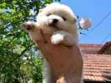 Pomeranian Spitz 50 Günlük