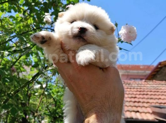 Pomeranian Spitz 50 Günlük görsel