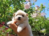Pomeranian Spitz 50 Günlük