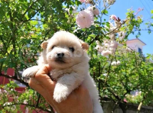 Pomeranian Spitz 50 Günlük