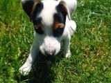 Jack Russel Kısa Bacak Pet Pasaportlu