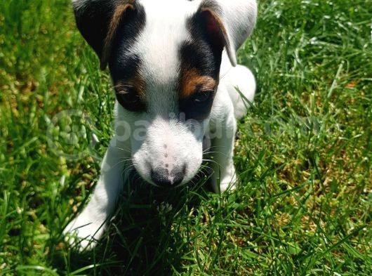 Jack Russel Kısa Bacak Pet Pasaportlu
