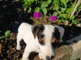 Jack Russel Kısa Bacak Pet Pasaportlu