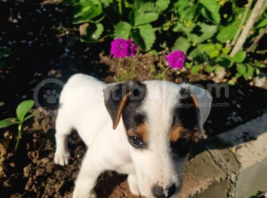 Jack Russel Kısa Bacak Pet Pasaportlu görsel