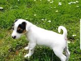 Jack Russel Kısa Bacak Pet Pasaportlu