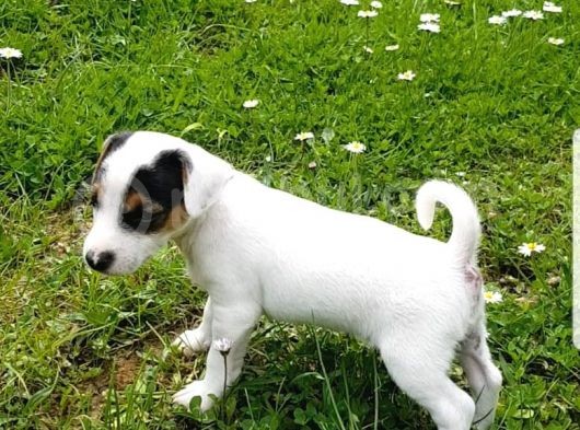 Jack Russel Kısa Bacak Pet Pasaportlu görsel