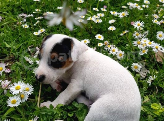 Jack Russel Kısa Bacak Pet Pasaportlu görsel