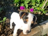 Jack Russel Kısa Bacak Pet Pasaportlu