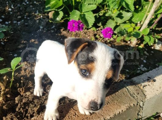 Jack Russel Kısa Bacak Pet Pasaportlu görsel