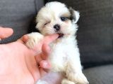 Irk Ve Sağlık Garantili Shih Tzu Yavrularımız