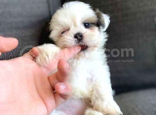 Irk Ve Sağlık Garantili Shih Tzu Yavrularımız görsel