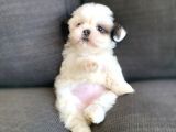 Irk Ve Sağlık Garantili Shih Tzu Yavrularımız