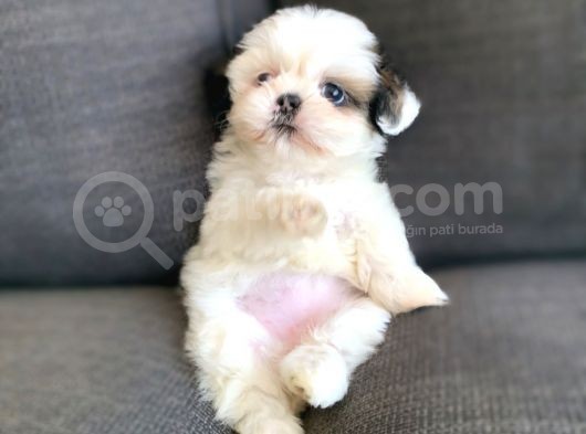 Irk Ve Sağlık Garantili Shih Tzu Yavrularımız görsel