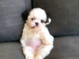 Irk Ve Sağlık Garantili Shih Tzu Yavrularımız