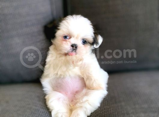 Irk Ve Sağlık Garantili Shih Tzu Yavrularımız