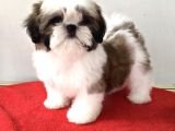 Safkan Dişi Erkek Shih Tzu Yavrularımız