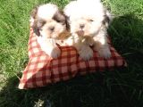 Shih Tzu Erkek