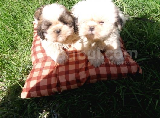 Shih Tzu Erkek görsel