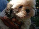 Shih Tzu Erkek
