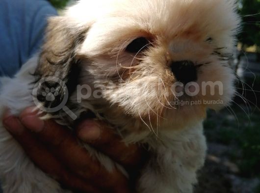 Shih Tzu Erkek görsel