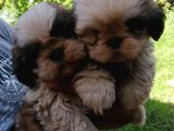 Shih Tzu Erkek