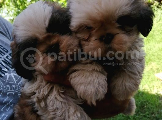 Shih Tzu Erkek görsel