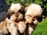 Shih Tzu Erkek