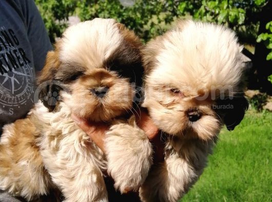 Shih Tzu Erkek